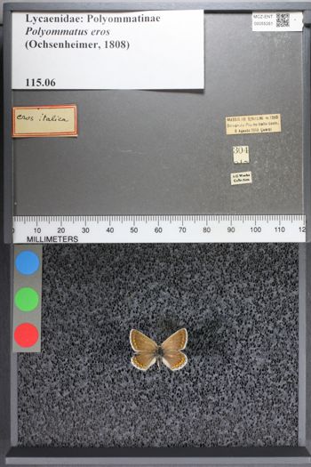 Media type: image;   Entomology 55351